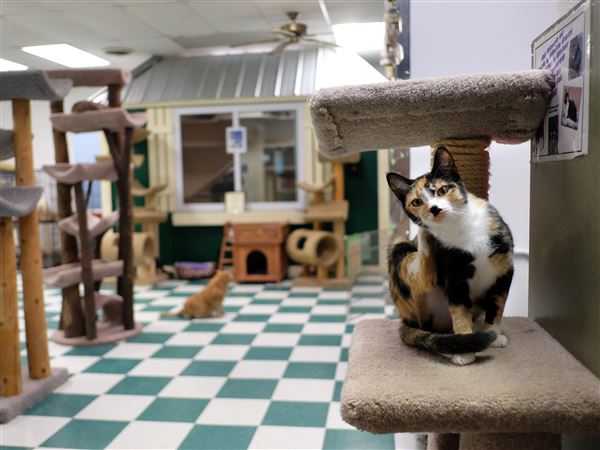 Toledo cat shelter to hold annual meeting Saturday