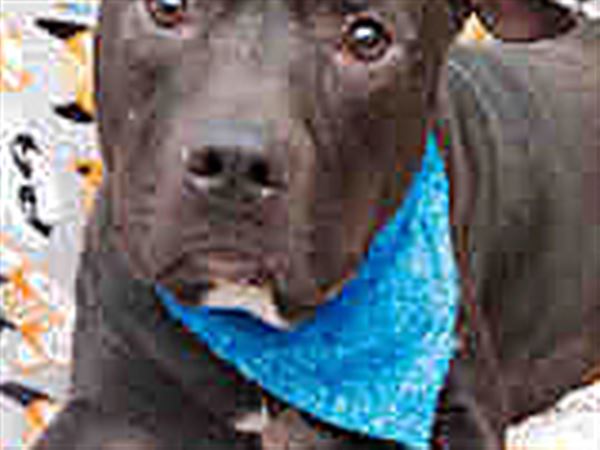 Lucas County Dogs for Adoption: 4/1
