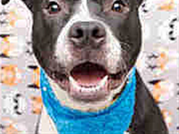 Lucas County Dogs for Adoption: 3/4
