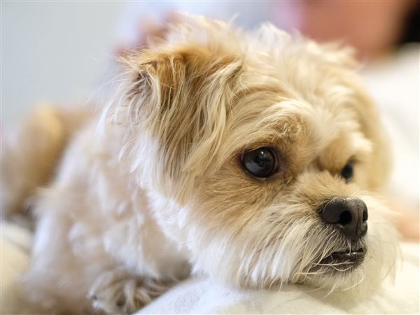 Canine project has T-shirt contest
