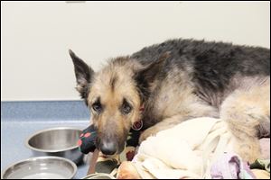 The Toledo Area Humane Scoiety reports that Hope German Shepherd at the center of an animal cruelty case, has died.