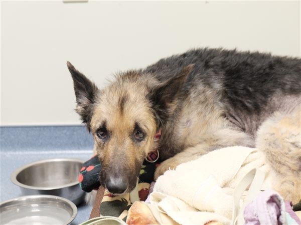 German Shepherd loses battle with aftereffects of neglect