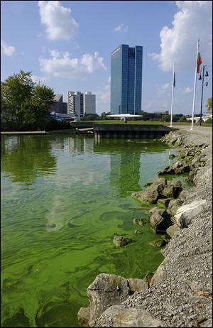 An algae bloom from Lake Erie appears in the boat basin at International Park.