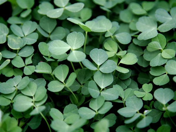 Maumee Senior Center holding St. Patrick's Day event