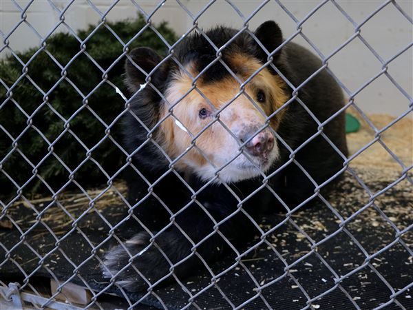 Toledo Zoo welcomes new Andean bear