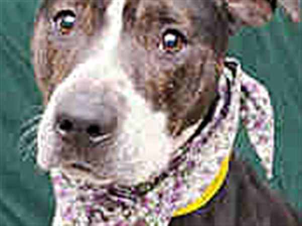 Lucas County Dogs for Adoption: 4/8