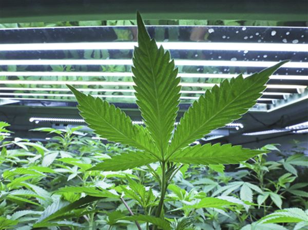 Application process begins for Ohio doctors to prescribe medical marijuana
