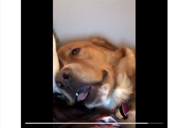 Bowling Green dog snores way to Twitter stardom