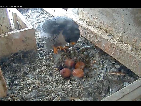 Falcons perched atop Wood County Courthouse draw a crowd