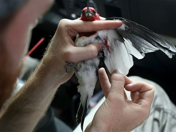 UT Ecologists get grant for wildlife study
