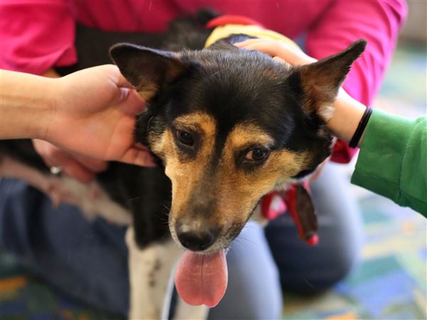Lucas County Dogs for Adoption: 6/6