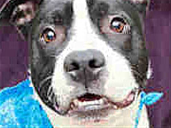Lucas County Dogs for Adoption: 5/27