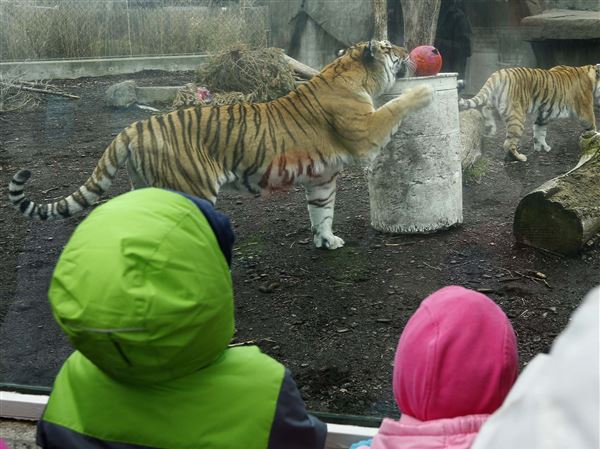 Now What: Easter with animals