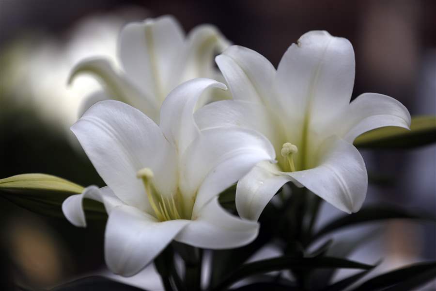 Lilies rich with symbolism of Easter and spring The Blade