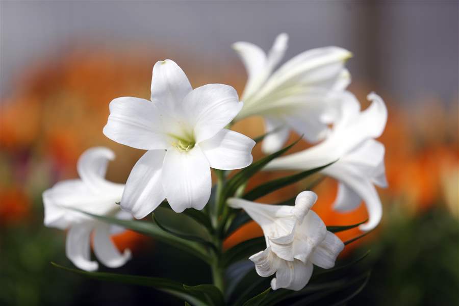 Lilies rich with symbolism of Easter and spring The Blade