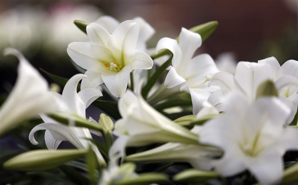 Lilies rich with symbolism of Easter and spring The Blade
