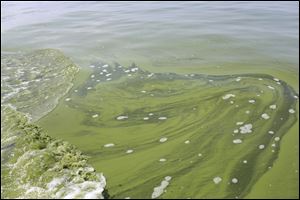 Algae in the Toledo area reached a crisis point in August, 2014.