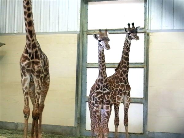 Toledo Zoo mourns loss of giraffe Bahati