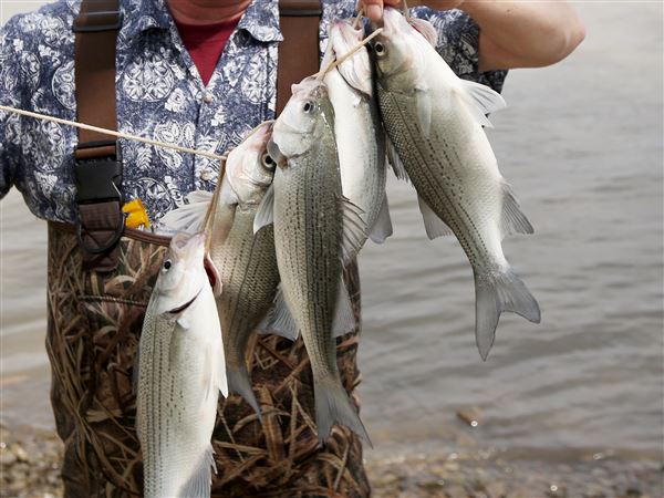 Perrysburg vs. Maumee fishing tourney set