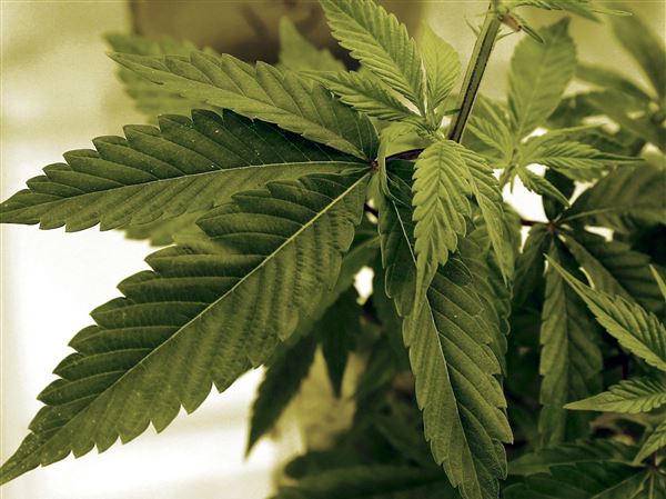 Two Toledo-area doctors get OK to recommend medical pot