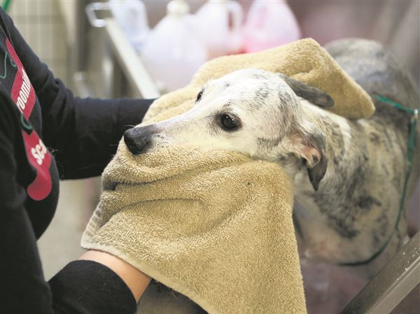 Spring means shampoo, clip, and trim time for many pets