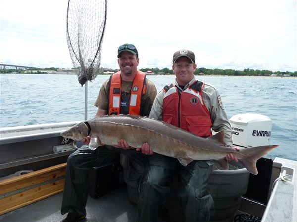 Fall 2018 eyed for release of iconic lake sturgeon into Maumee River