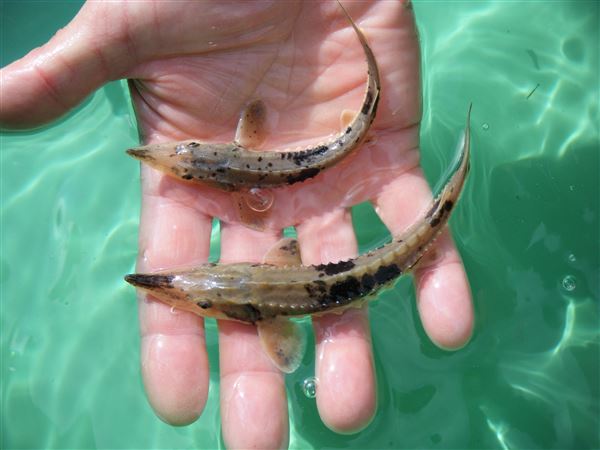 Toledo Zoo announces sponsorships for sturgeon tag program in Maumee River