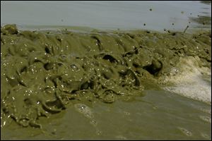 Thick algae floats in Lake Erie Thursday, August 7, 2014, at Maumee Bay State Park in Oregon.