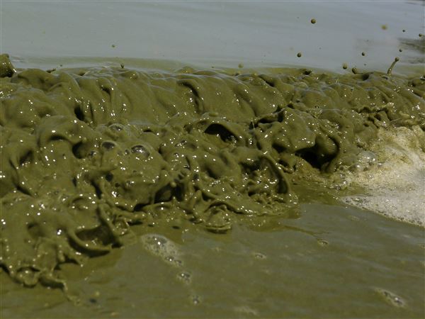 Nonpoint sources such as farming once again dominate nutrient pollution numbers in new statewide algae report