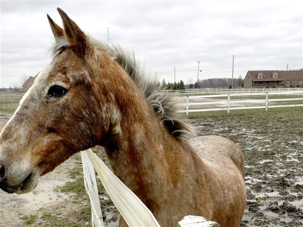 Toledo Area Humane Society intervenes in horse case