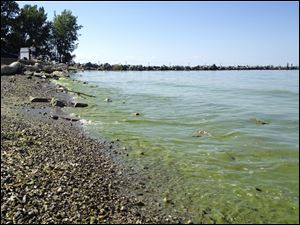 Shamrock-green waves imbued with algae lap against the Lake Erie shoreline near downtown Port Clinton.