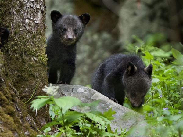 Orphaned bear cub gets a new chance at life in the wild