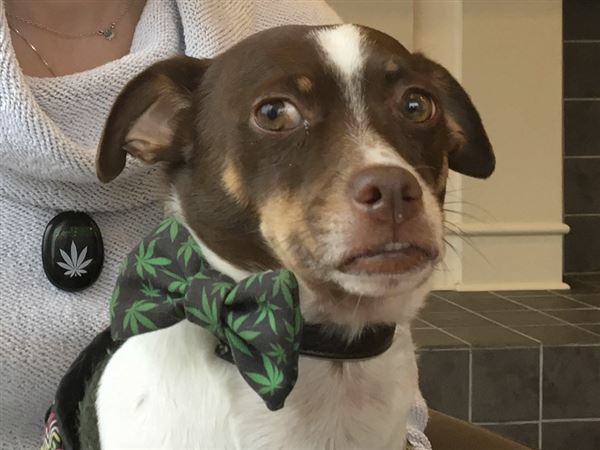 Bier Stube hosts music event to benefit dogs