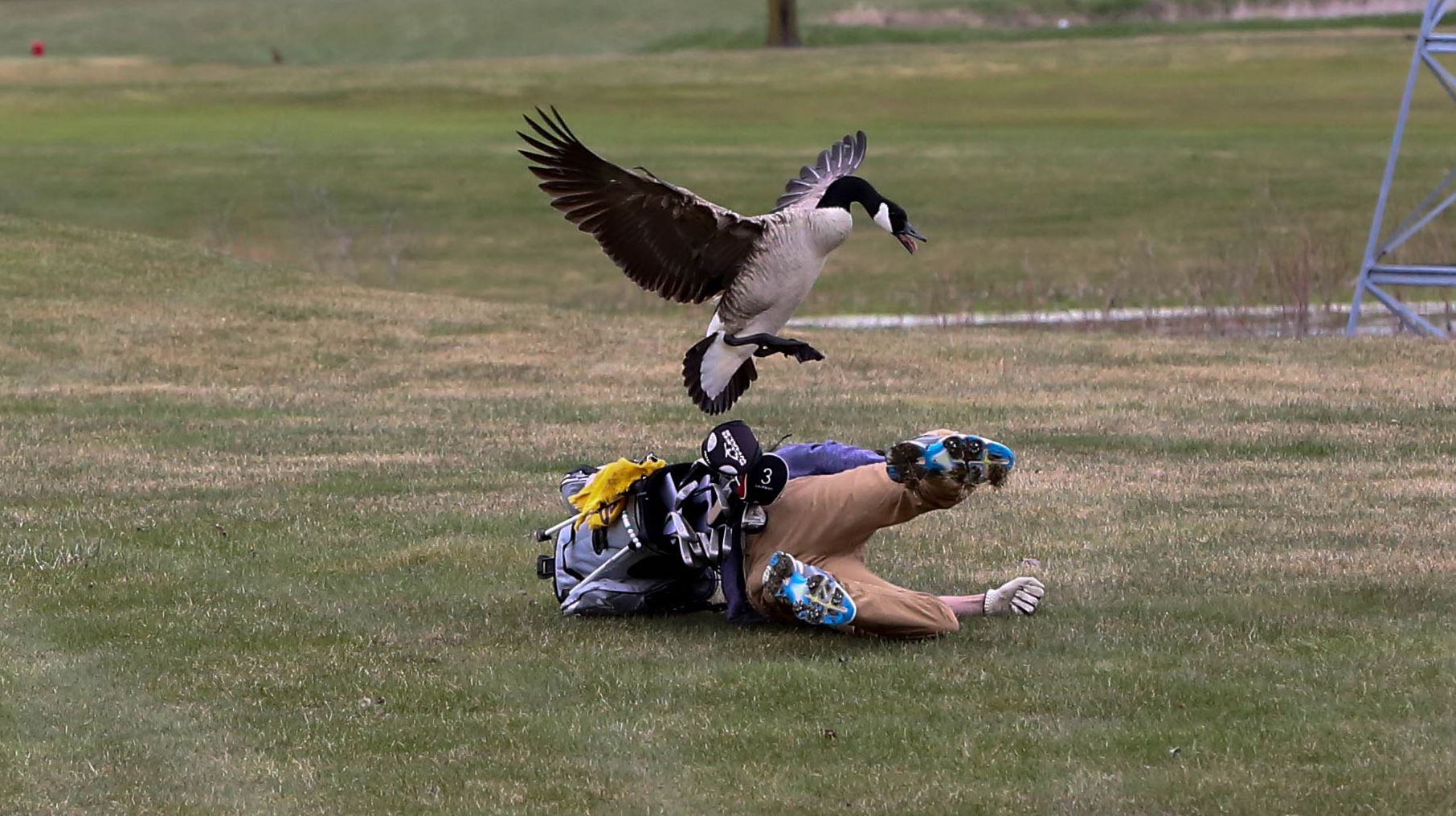 Michigan golfer attacked by goose, goes viral The Blade