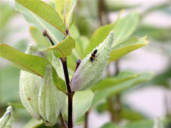 Make way for milkweed and monarchs