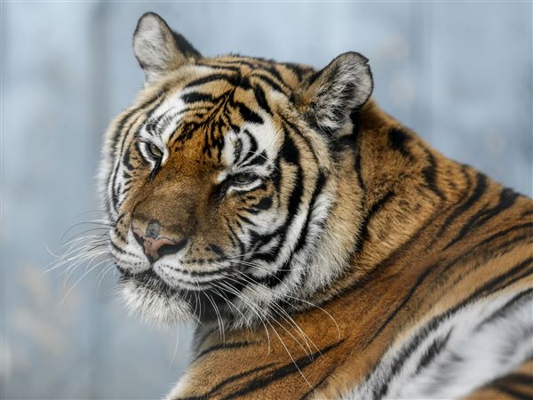Ohio high court declines to hear Tiger Ridge case, state retains custody of exotic animals