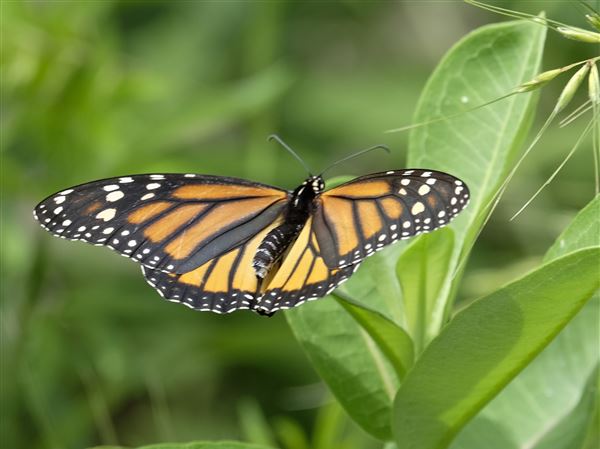 Bring on the butterflies