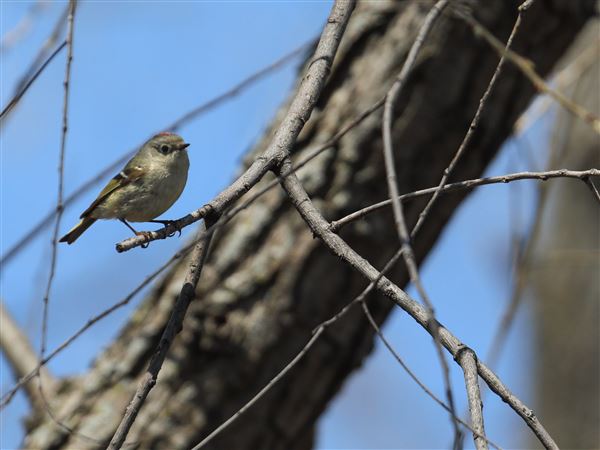Biggest week in birding has built a reputation to match its name