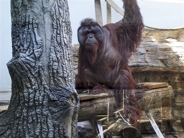 Toledo Zoo welcomes new orangutan