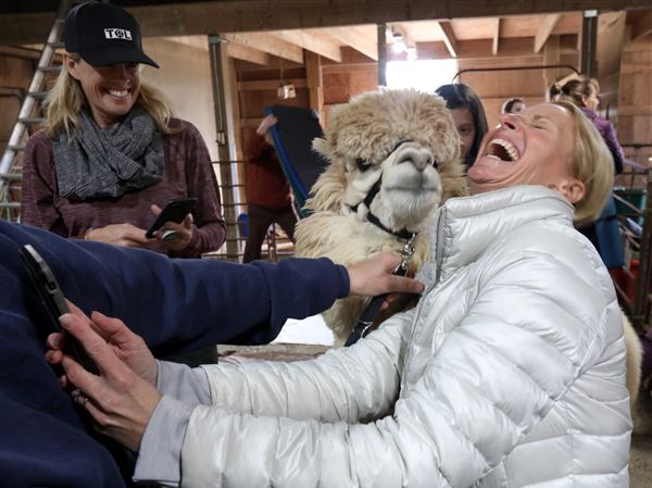 Swanton farm begins first alpaca yoga session of the season