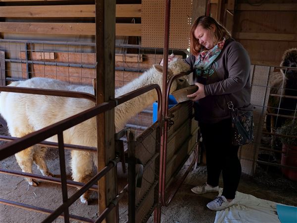 PHOTO GALLERY: Alpacas join yoga class
