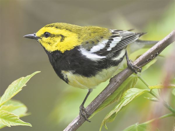 Facts about our fine feathered friends