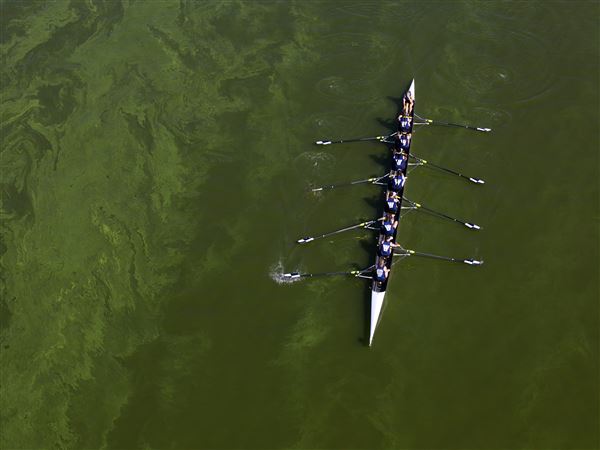 Algal blooms harder to control because of climate change, other factors, data shows