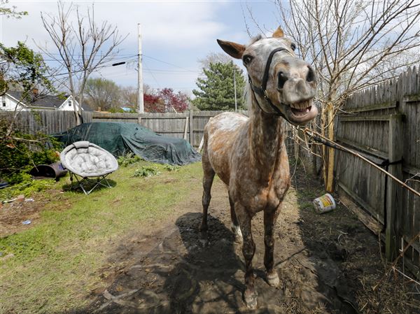 Judge orders humane society to return horse to South Toledo owner