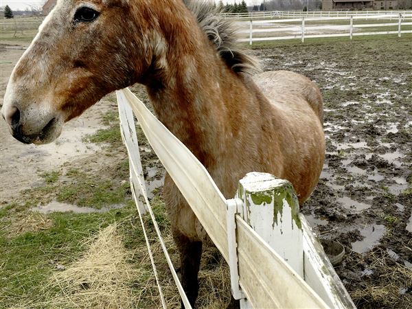 Toledo judge clarifies order in horse case