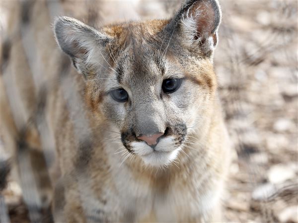 Cougar cubs make debut at Toledo Zoo