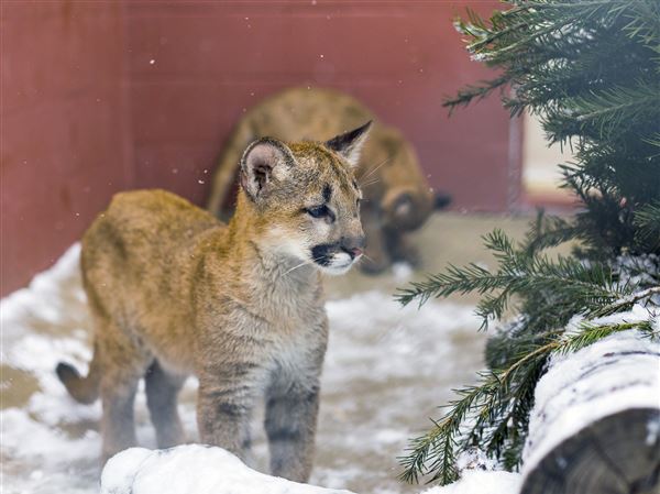 Rescued cougars go on exhibit at Toledo Zoo