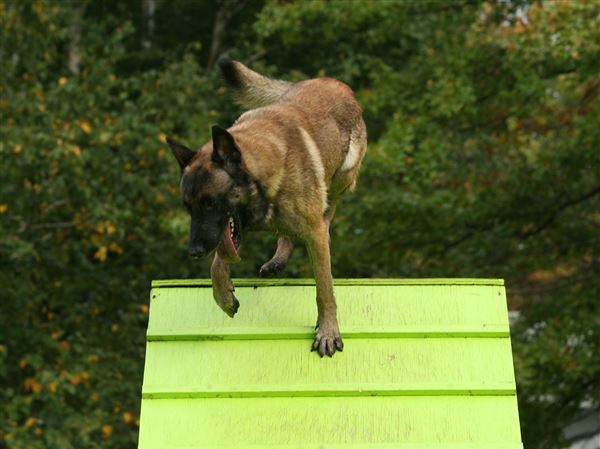 Findlay police dog to get protective vest