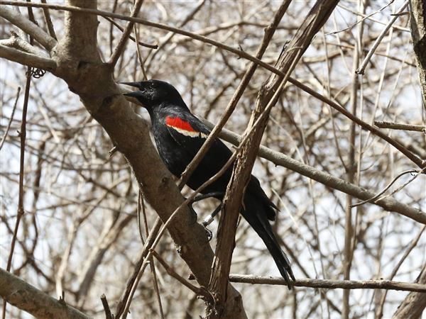 Bands help unlock some of the mysteries of the life and times of birds
