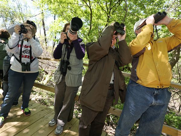 Plan to do some bird watching this month? Here's what you need to know